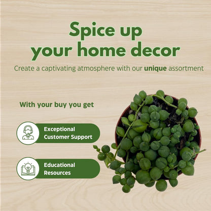 BubbleBlooms String of Pearls, Beads, peas Senecio rowleyanus Curio Rosary Plant in 2 inch Pot
