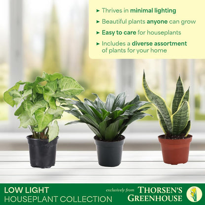Thorsen's Greenhouse Live Low Light Houseplants (3 Pack), Easy to Grow Indoor Plants, Grower's Choice Bundle, 4-inch Diameter Established Plants, Nursery Pot (3-Pack)