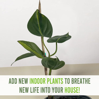 LEAL PLANTS ECUADOR Philodendron Brazil (Pack of 2)|Golden Pothos Brazil| Jade Pothos Brazilian Live Houseplants, Perfect for Home Decor, Unique Gift for Plant Lovers