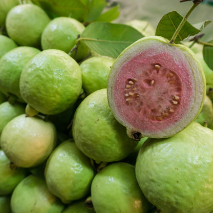 Pink Guava Plant Live, Sweet Tropical Guava Fruit Tree, 2–3 Ft Tall in 3 Gallon Pot, Ready to Grow, No Ship to CA