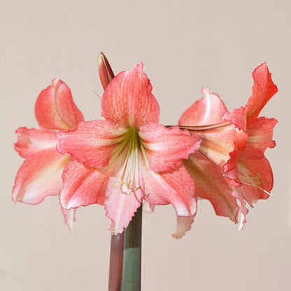 UtopiaSeeds Tinkerbell Amaryllis Bulb - Peach Amaryllis - One Large Bare Root Bulb