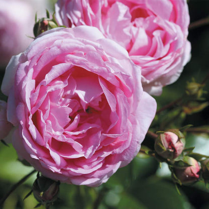 Heirloom Climbing Roses, Live Own Root Plant for Outdoor Garden, Arborose® Jasmina, Moderately Fragrant, Hardiness Zones 5-10, Continual Blooming