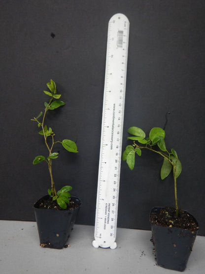 Live Plant - RED Dwarf Powder PUFFStarter PlantCalliandra HaematocephalaHummingbird Heaven