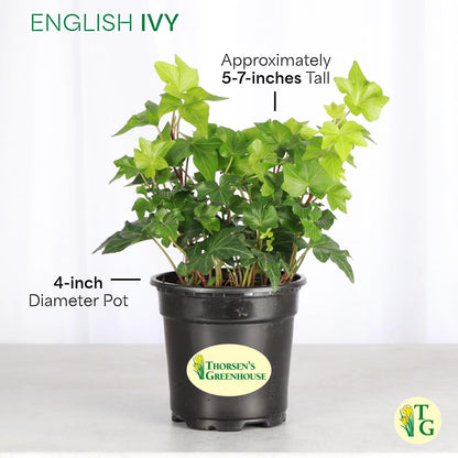 Thorsen's Greenhouse Live Green English Ivy Plant, Hedera Helix, Natural Air Purifier, Easy to Grow, Live Indoor Houseplant, 4" Diameter Pot, White