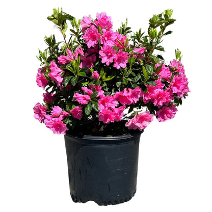 Azalea Pink Ruffle, 3 Gallon, Live Compact Reblooming Evergreen Shrub, Part Sun, Pink Flowers