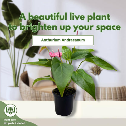 BubbleBlooms Anthurium Purple, 4 inch