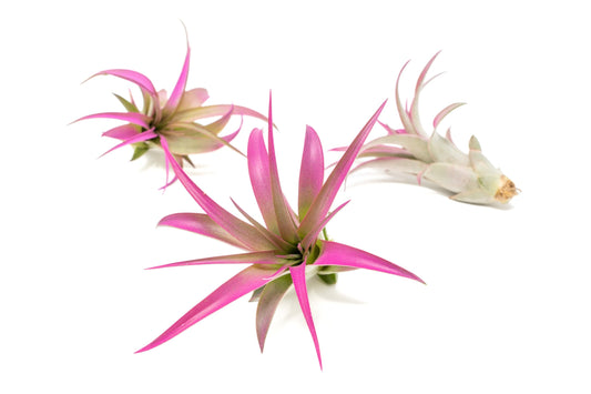 Fuchsia Colorful Tillandsia Air Plants - Long Lasting Color Enhanced Live Tillandsia Succulent House Plants - Home and Garden Decor - Easy Care Indoor/Outdoor Plants (Brachycaulos Abdita, Pack of 3)