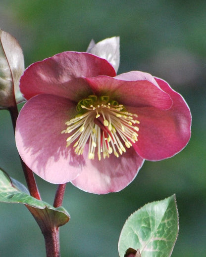 Perennial Farm Marketplace Helleborus Frostkiss® Penny’s Pink (Lenten Rose) Live Perennial, Size-#1 Container, Mauve Pink Late Winter to Spring Flowers with Marbled Evergreen Foliage