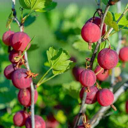 Gooseberry Tree Plant Live, Gooseberry Bush Live Plant, Fully Rooted 5-9 Inch Tall, Gooseberry Plant Live for Planting Outdoors