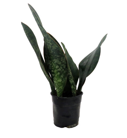 Shark Fin Snake Plant - Whale Fin - Sanseveria masoniana - 5" Pot - Collector's