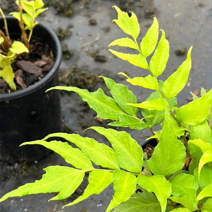 Fern-C. Japanese Holly Fern (1 Gallon)