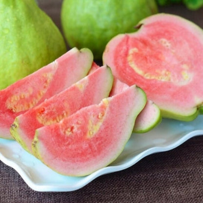Live Grafted Ruby Guava Tree, Hardy Tropical Guava Plant, Sweet Fruit, 3 to 4 Feet Tall for Outdoor Growing