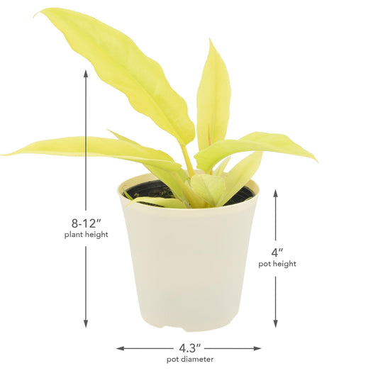 Arcadia Garden Products Live Golden Crocodile Philodendron Rare Indoor Houseplant in Plastic Pot, Tropical Plant Collector Gift for Home and Garden Decor, 4-inch, Beige