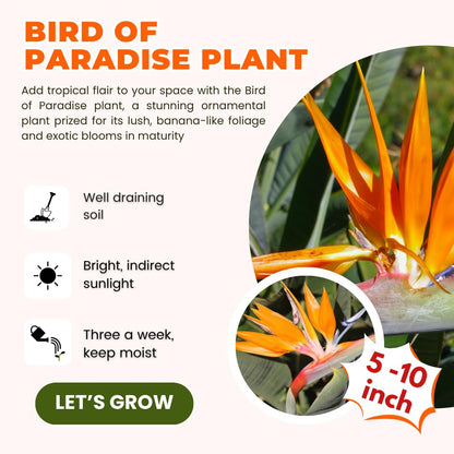 Bird of Paradise Plant Live Houseplant, 5 to 10 Inches Tall, Tropical Strelitzia Reginae Bird of Paradise Bush Live Plant (Yellow Bird of Paradise)