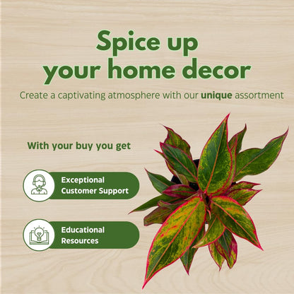 BubbleBlooms Aglaonema Assortment 4 inch Pots Set of 3 Chinese Evergreen