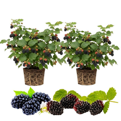 Set 2 Boysenberry Live Plant, 4-7 Inches Tall, Hardy Berry Bush, Berry Fruit Plants Live for Planting in Garden