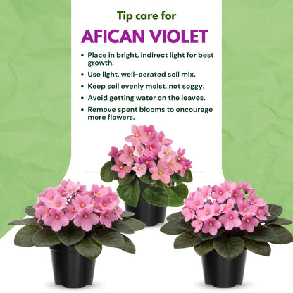 African Violet Live Plant in 4 Inch Pot, Flowering Houseplant, Easy Care Indoor Plant with Vibrant Blooms (Light Pink African Violet)