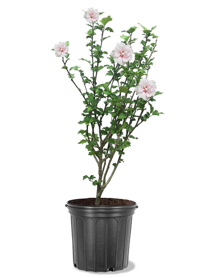 Bob’s Supreme Camellia – Evergreen Flowering Shrub with Large Red Blooms, Hardy Garden Plant for Borders, Containers & Landscapes (1 Gallon/Potted/Single)