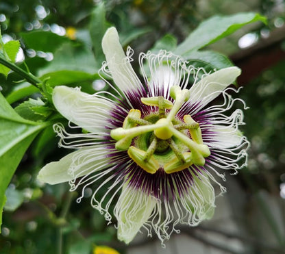 30PCS Passion Fruit Seeds Tropical Climbing Vine Outdoor Indoor Home Garden Plant Seeds Heirloom