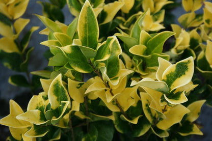 Ligustrum Japonicum 'Howardi' - 10 Live Plants - Evergreen Privacy Hedge Yellow Tip Shrub