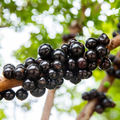 Black Jaboticaba Tree Live Plant, Jabuticaba Plant Starter 4-8 Inches, Brazilian Grape Tree for Outdoor Planting
