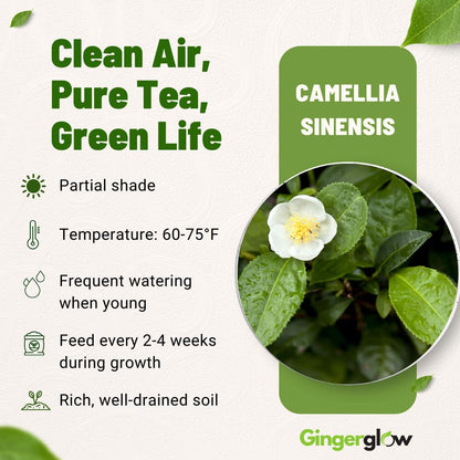 Camellia Sinensis Plant Live 4 Inch Tall | Evergreen Tea Plant | Ideal for Patio Containers, Garden Beds, Hedge Planting & Landscape Use