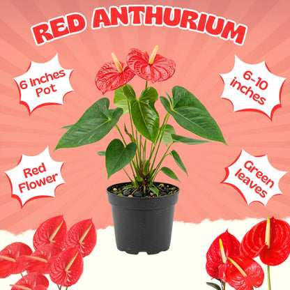 Red Anthurium Live Plants, 6-10" Tall in 6" Pot, Tropical Anthurium Plants, Vibrant Flowering Indoor Plant, Fully Rooted Tropical Decor Plant, No Ship to CA