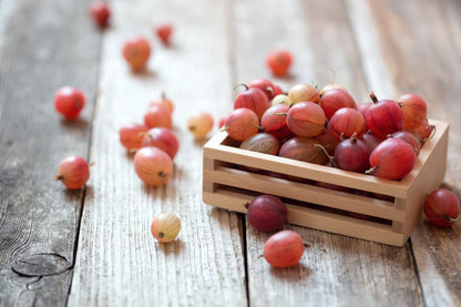 Pink Pixwell Gooseberry Seedling (12–18") – Hardy Bush with Sweet-Tart Berries (2 Seedlings)
