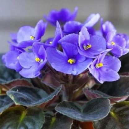 Blue African Violets Live Plants, African Violet Plant, 4 Inc Pot