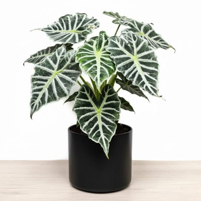 Alocasia Live Plant, Tropical Plant for Gift or Home Office Decor, Air Purifying, Rare Alocasia Plant Indoor from 2 to 4 Inches Tall (Deep Green)