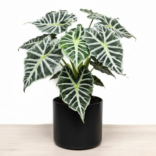 Alocasia Live Plant, Tropical Plant for Gift or Home Office Decor, Air Purifying, Rare Alocasia Plant Indoor from 2 to 4 Inches Tall (Deep Green)