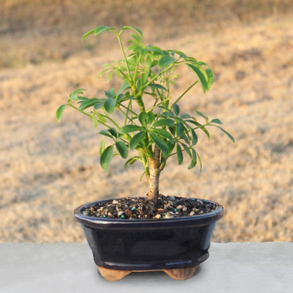 Brussel's Bonsai Live Hawaiian Umbrella Bonsai Tree - Small, 3 Year, 4 to 7 Inches Tall - Indoor Bonsai Tree with Ceramic Bonsai Pot