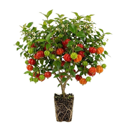 Surinam Cherry Live Plant 4–7" Tall, Surinam Cherry Plant, Tropical Edible Fruit Plant, Fast Growing, Suitable for Indoor Outdoor