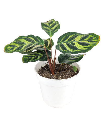 Calathea makoyana Peacock (4" Grower Pot) - Peacock Prayer Plant - Easy to Grow, Easy to Care Houseplant for Beginner - Live Healthy Colorful Foliage Houseplant for Home Office