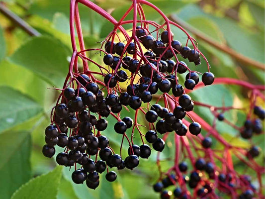 2 American Elderberry Trees Live Plants for Planting 6-12 Inch Tall, Black Elderberry Bush Live Plants, Sambucus Canadensis Elderberry Plants Live, Sweet Elderberries Fruit Trees, Bareroots