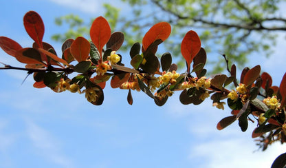 Live Plant - Rose Glow Barberry Shrub, 6-12" Tall Live Plant, Berberis thunbergii 'Rose Glow'