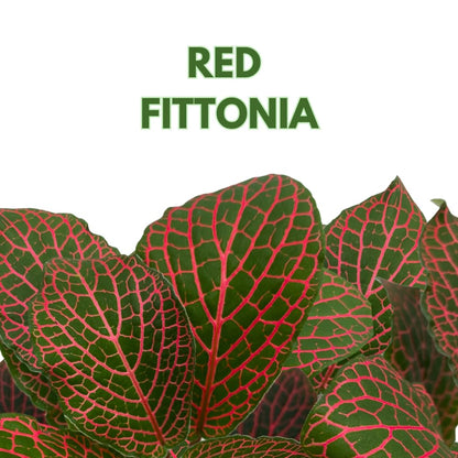 BubbleBlooms Red Nerve Plant, Fittonia Verschaffeltii, Ruby Red Mosaic Plant in a 4 inch Pot