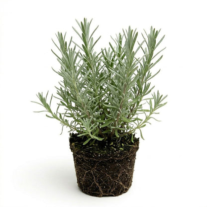 Pack 2 Lavender Live Plants 4-8 Inches, Hardy Fragrant Perennial Outdoor Herb Plant (Assorted Lavender)