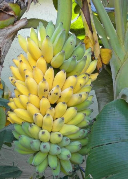 Kokopo Banana Live Plant - Dwarf Banana Tree - Patupi Banana Plant - Short Cycle Banana - 5-8 Inches Tall - Container and Outdoor Growth