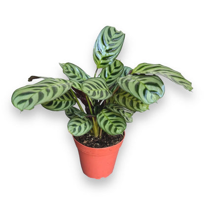 Calathea Burle Marx, Fishbone Prayer Plant, Unique and Easy to Care Live Indoor Plant, 4 inch Pot - Hopewind Plants Shop