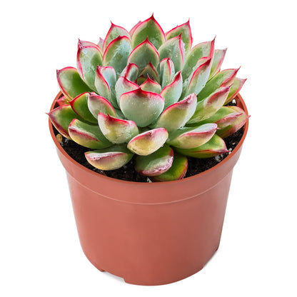 Sprout N Green Echeveria Pulidonis, Mini Live Succulent Fully Rooted in 4" Pot with Soil Mix, House Plant for Indoor Outdoor Home Office Wedding Decoration Party Favor, Pets Friendly