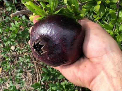 (Punica granatum) Black Pomegranate (Granada) Tropical Live Fruit Tree (10”to 24”) Plant