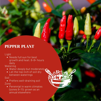 Pepper Plants Live for Planting, in 4" Pot, Hot Chili Pepper for Indoor and Outdoor Growing (Medium Hot Pepper)