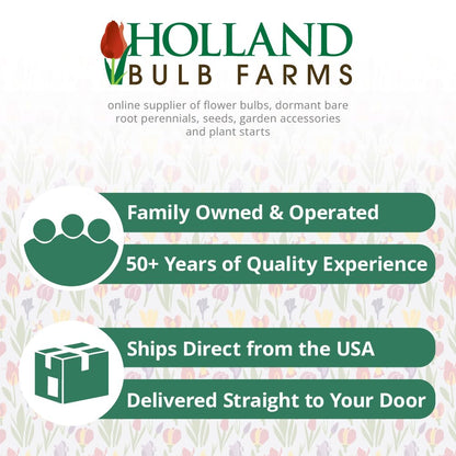 Pink Tecolote® Ranunculus Flower Bulbs - 15 Bulbs per Pack - Grows Well in Containers - Good as Cut Flowers - Deer Resistant - Live Outdoor Garden