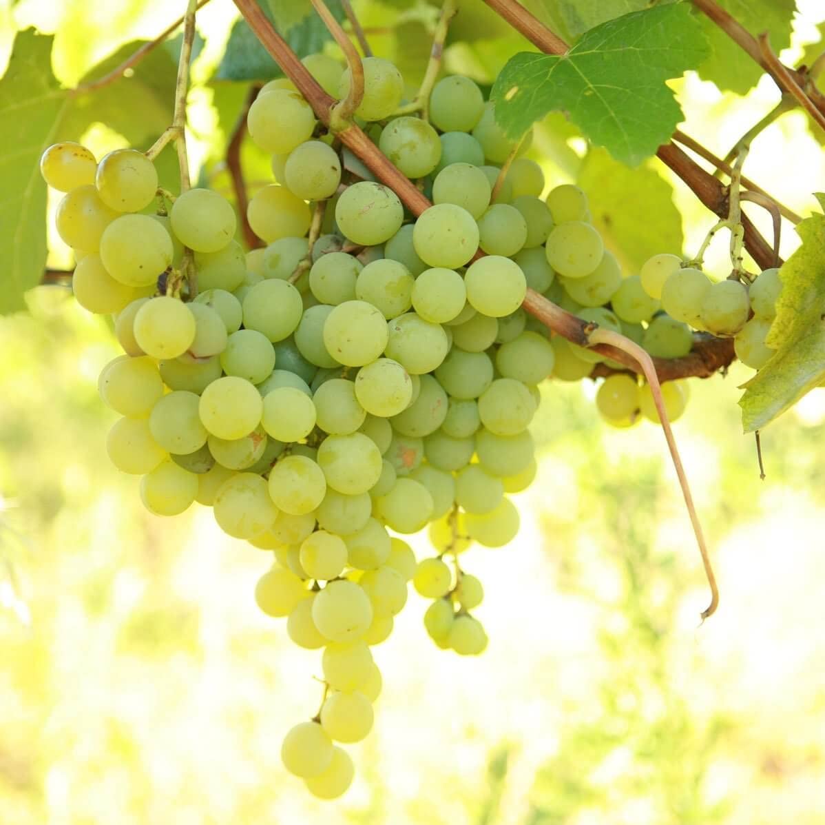 Votaniki Marquis Seedless Grape 1 Gallon Size Plant 2 Year Old - High Yielding, Perennial Grape Vine Live Plant - Easy to Grow, Low Maintenance Grape Plant (1 Pack)