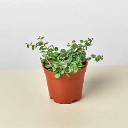 Peperomia Prostrata 'String of Turtles' | Live Plant for Indoor & Outdoor | for Living Room, Office, Bathroom | (4" Pot)