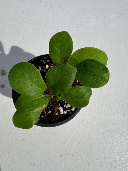 PLANTVERS Fiddle Leaf Fig in 2" Grow Pot – Ficus Lyrata - Live Indoor Houseplant – Easy Care Low Maintenance Tropical Plant – Air Purifying Plant for Home or Office Décor