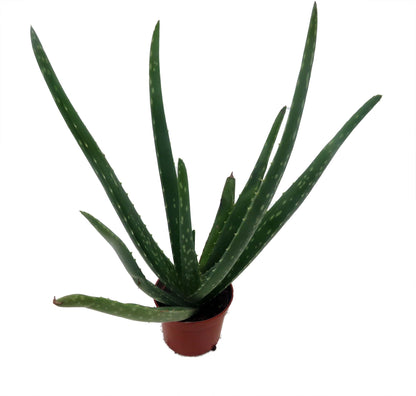Aloe Vera in 2.5" Pot - Medicine Plant/Burn Plant/Miracle Plant
