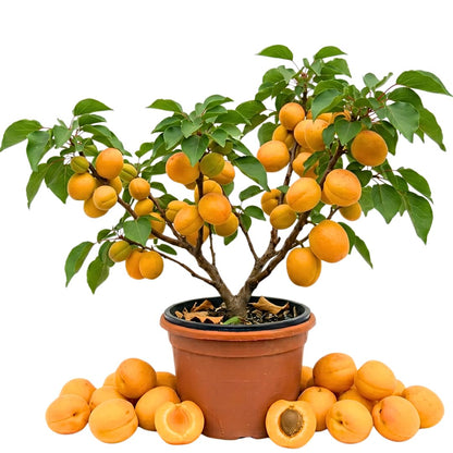 Apricot Tree Plant Live for Planting, Edible Fruit Tree, 2–3 Feet Tall in 3 Gallon Pot, Ready for Outdoor Garden, No Ship to CA