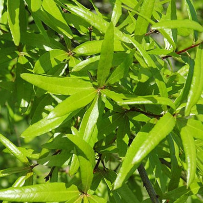Pack 2 Willow Oak Plants Live, Oak Shades Tree from 12 to 18 Inches Height for Planting, Zones 5-9
